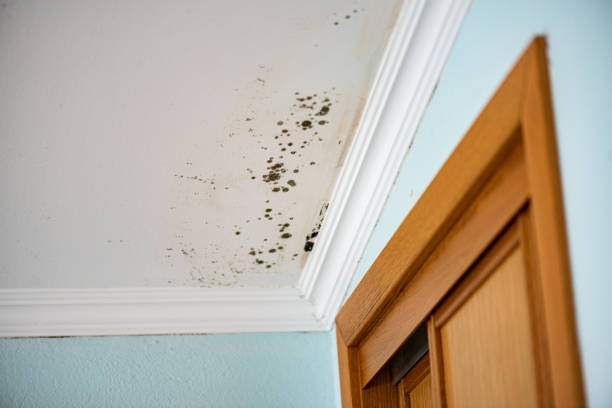 Best Mold Damage Repair  in Sun Lakes, AZ