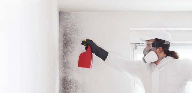 Mold Removal and Inspection in Sun Lakes, AZ